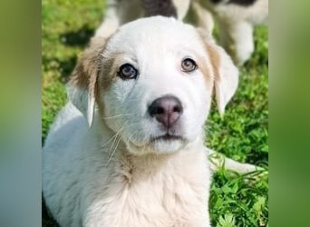 Billy - sanfter Bub auf der Suche nach dem Glück