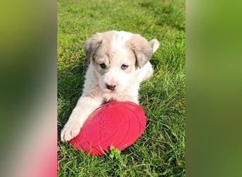 Bruno - kleine Grinsebacke