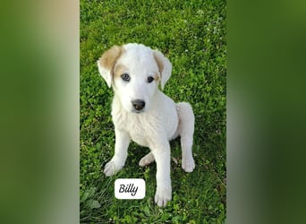 Billy - sanfter Bub auf der Suche nach dem Glück