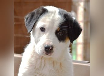 Spotty - wo ist mein neues Zuhause?