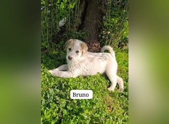 Bruno - kleine Grinsebacke