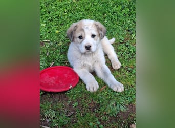 Bruno - kleine Grinsebacke