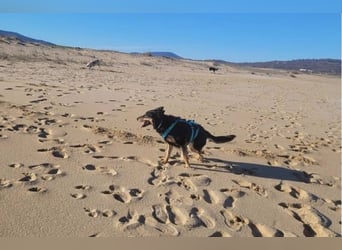 Niki - auch Patenschaften gesucht