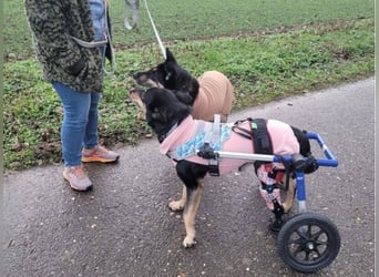 Niki - auch Patenschaften gesucht