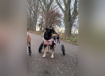 Niki - auch Patenschaften gesucht