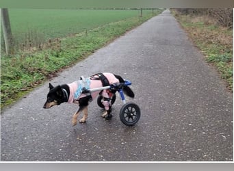 Niki - auch Patenschaften gesucht