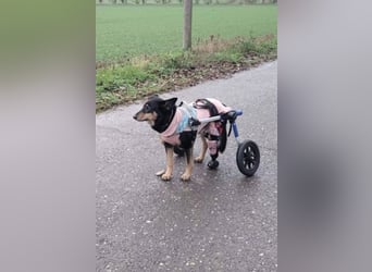 Niki - auch Patenschaften gesucht