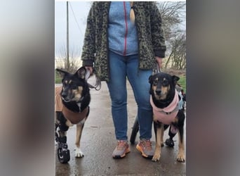 Niki - auch Patenschaften gesucht