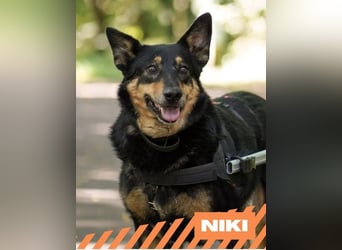 Niki - auch Patenschaften gesucht