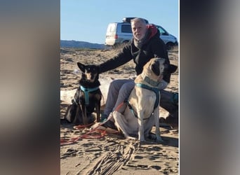 Niki - auch Patenschaften gesucht