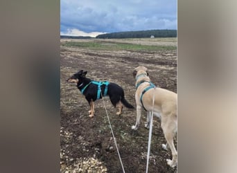 Niki - auch Patenschaften gesucht