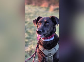 LEXI - charmante, menschenbezogene Hündin sucht ihr Happy End