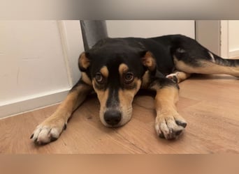 Aarne sucht erfahrene Menschen