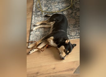 aktiver, fröhlicher Aarne sucht seine Menschen