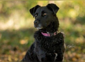 LEXI - charmante, menschenbezogene Hündin sucht ihr Happy End