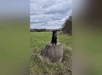 LEXI - charmante, menschenbezogene Hündin sucht ihr Happy End