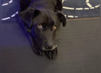 LEXI - charmante, menschenbezogene Hündin sucht ihr Happy End