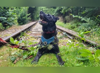 Oreo sucht seine Herzensmenschen