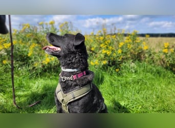 LEXI - charmante, menschenbezogene Hündin sucht ihr Happy End