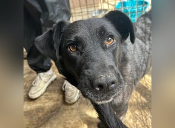 Lexi - menschenbezogene, aufgeweckte Hündin sucht ihr Zuhause