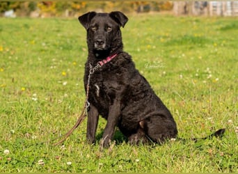 LEXI - charmante, menschenbezogene Hündin sucht ihr Happy End