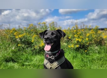 LEXI - charmante, menschenbezogene Hündin sucht ihr Happy End