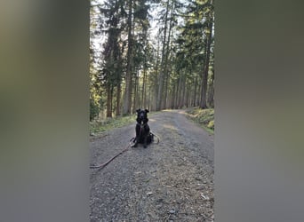 LEXI - charmante, menschenbezogene Hündin sucht ihr Happy End