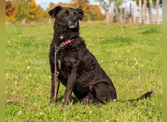 Lexi - menschenbezogene, aufgeweckte Hündin sucht ihr Zuhause