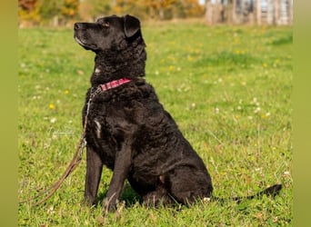LEXI - charmante, menschenbezogene Hündin sucht ihr Happy End