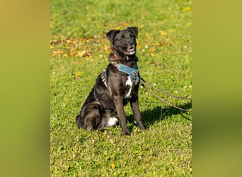 Oreo sucht seine Herzensmenschen