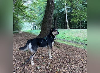 aktiver, fröhlicher Aarne sucht seine Menschen