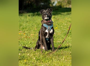 Oreo sucht seine Herzensmenschen