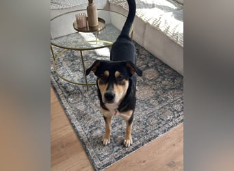 Fröhlicher und aufgeweckter Aarne sucht seine Menschen