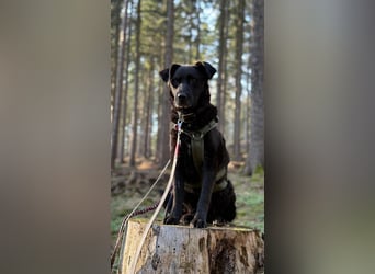 LEXI - charmante, menschenbezogene Hündin sucht ihr Happy End