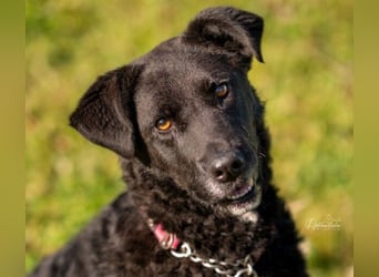 LEXI - charmante, menschenbezogene Hündin sucht ihr Happy End