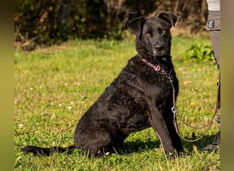 LEXI - charmante, menschenbezogene Hündin sucht ihr Happy End