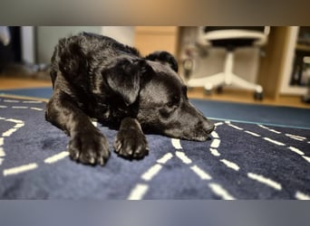 LEXI - charmante, menschenbezogene Hündin sucht ihr Happy End