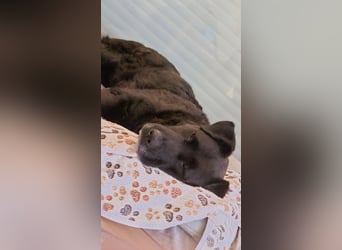 Lexi - menschenbezogene, aufgeweckte Hündin sucht ihr Zuhause