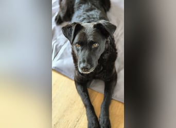 LEXI - charmante, menschenbezogene Hündin sucht ihr Happy End