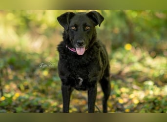 LEXI - charmante, menschenbezogene Hündin sucht ihr Happy End