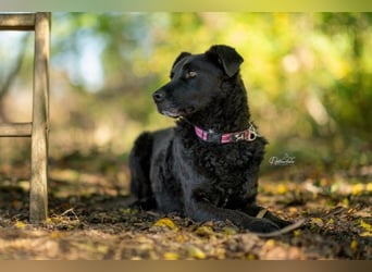 LEXI - charmante, menschenbezogene Hündin sucht ihr Happy End