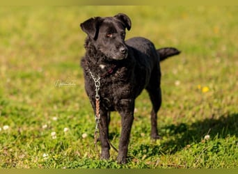 LEXI - charmante, menschenbezogene Hündin sucht ihr Happy End