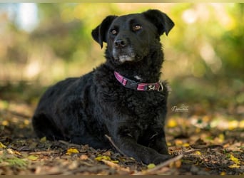LEXI - charmante, menschenbezogene Hündin sucht ihr Happy End