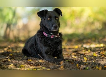 Lexi - menschenbezogene, aufgeweckte Hündin sucht ihr Zuhause