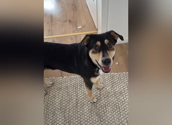 Fröhlicher und aufgeweckter Aarne sucht seine Menschen