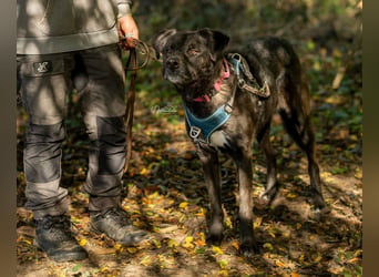 Oreo sucht seine Herzensmenschen