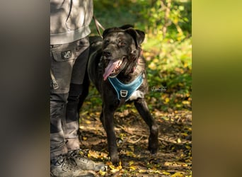 Oreo sucht seine Herzensmenschen