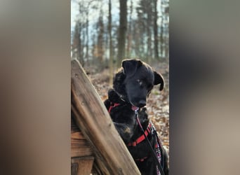 LEXI - charmante, menschenbezogene Hündin sucht ihr Happy End