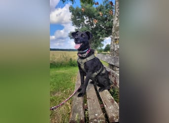 Lexi - menschenbezogene, aufgeweckte Hündin sucht ihr Zuhause