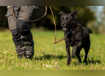 LEXI - charmante, menschenbezogene Hündin sucht ihr Happy End